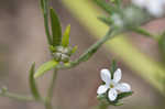 Pasture heliotrope